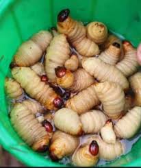 🐞 Hannetons–Tsombi Super-Aliment Riche en Protéines